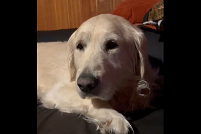 Golden retriever estava destinado a ser solitário e triste para sempre, mas o que acontece a seguir gera lágrimas.