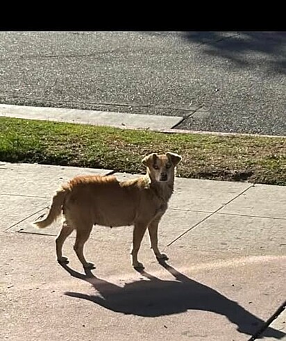 Há meses, a cachorrinha vagava pelas ruas do bairro.