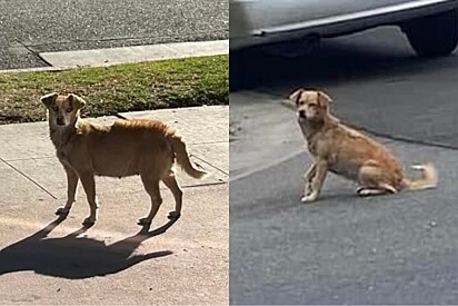 Por meses, ninguém conseguia capturar cachorrinha de rua - ela escondia um segredo adorável.