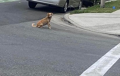 A cachorrinha tinha o hábito de sentar-se no meio da rua, o que quase a levou a ser atropelada várias vezes