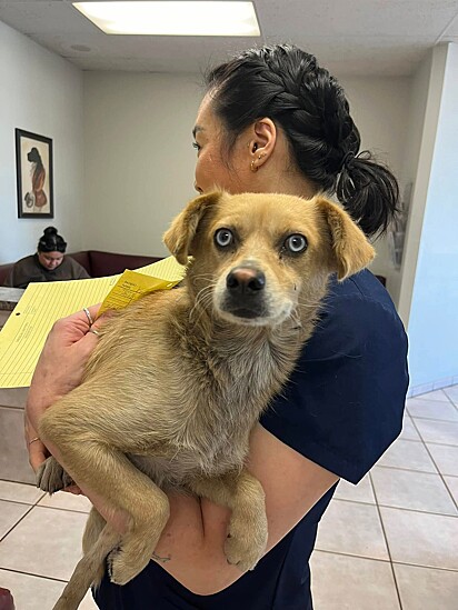 Frita foi levada para um abrigo de animais.