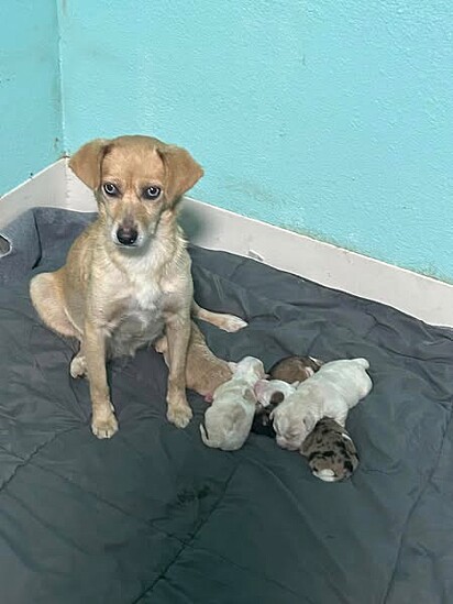 A cachorrinha deu à luz cinco filhotes.