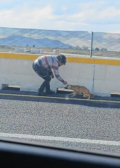 A cachorrinha foi abandonada em uma via movimentada.