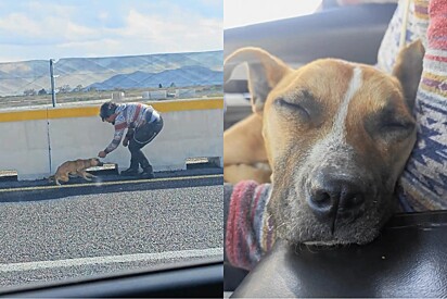 Após finalmente se sentir segura, cachorrinha caramelo salva de rodovia dorme tranquila nos braços de mulher.