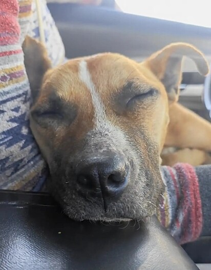 Se sentindo segura, a cachorrinha dormoi nos braços de seu salvador.