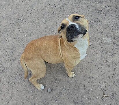 A cachorrinha está sendo cuidada no abrigo coordenado pelo casal.