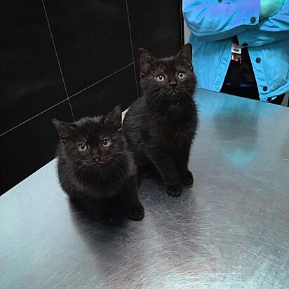 Os gatinhos foram resgatados durante um rigoroso inverno no Canadá.