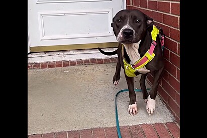 Em primeiro passeio, pitbull leva protetora até casa onde sua família foi despejada e gesto emociona internautas.