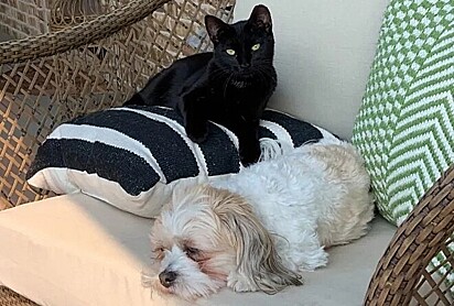 Binx e sua irmã canina, Oakley.