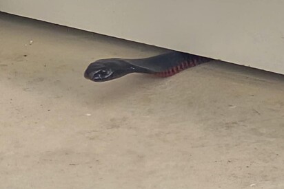 Especialista se surpreende ao ver onde cobra conseguiu se esconder em obra de construção.