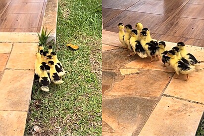 Jovem adquire patinhos para viverem em seu lago, mas não contava que acontecesse isso.