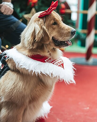 O encontro dos goldens aconteceu no dia 15 de dezembro.