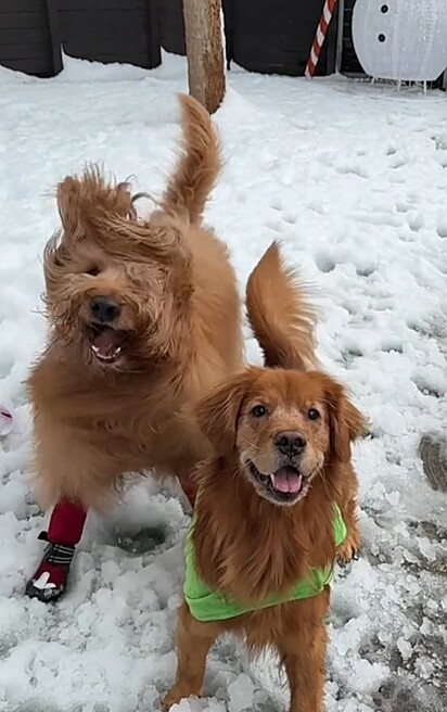 Luna e Brodie ficaram muito felizes. 