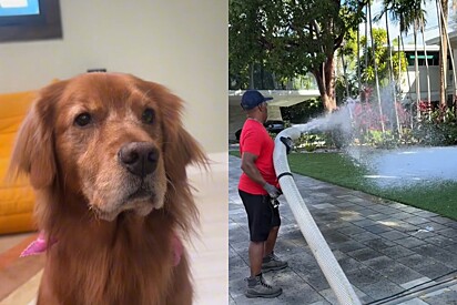 Homem encomenda 5 toneladas de gelo para realizar sonho de sua cachorra Golden