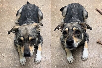 Cachorrinha perde a amiga adotada, mas tem final surpreendente.