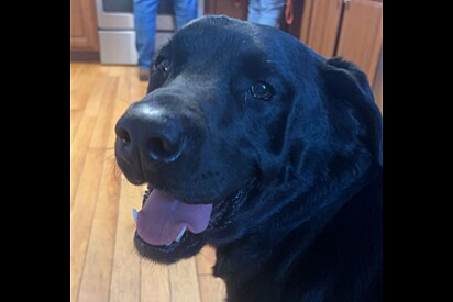 Cão labrador sai para passear e volta com um item enorme encontrado pelo caminho