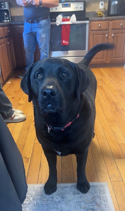 Deuce, um labrador preto.