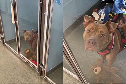 Pitbull amistosa é devolvida ao abrigo e motivo comove protetores.