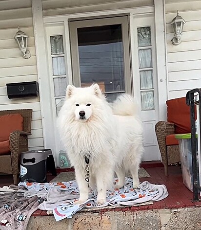 Nuko é um Samoieda de 3 anos que adora o frio.