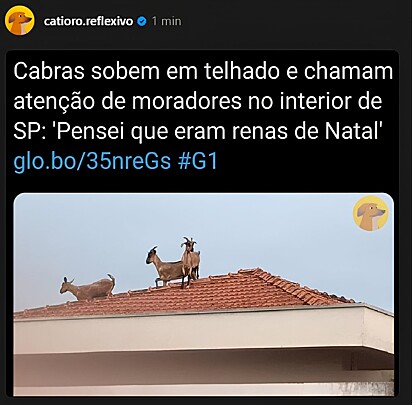 Pensei que eram renas de Natal.