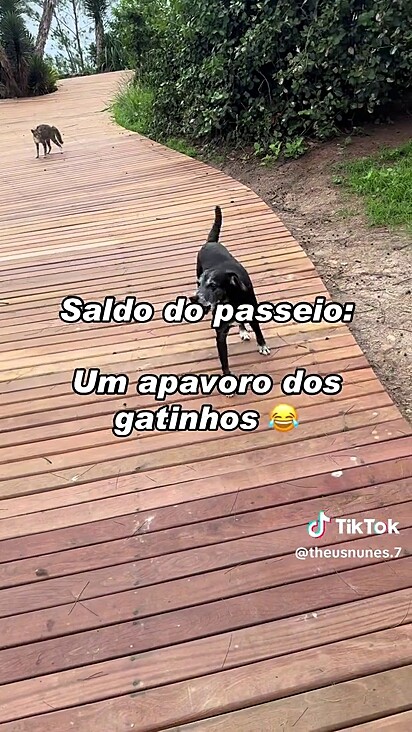 Os felinos estão dominando a área.