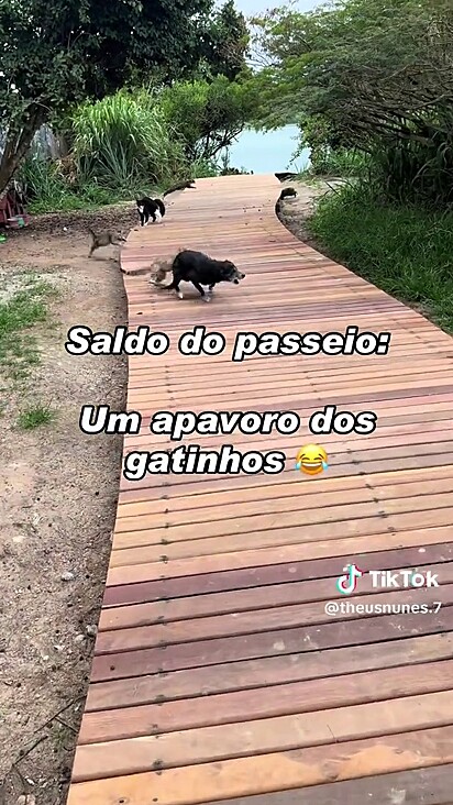 O vira-lata precisou correu para não apanhar dos gatos.