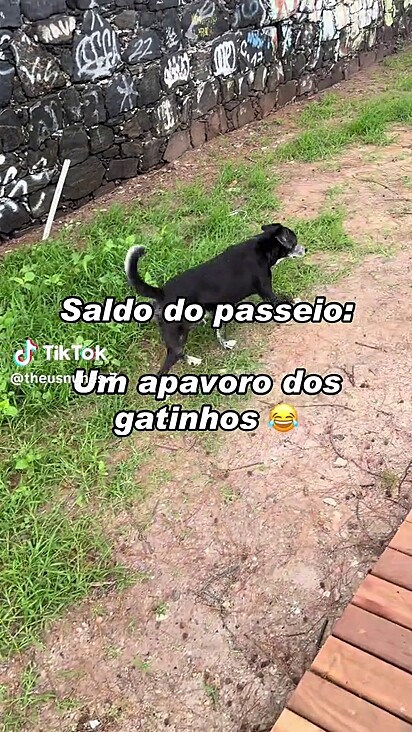 O cão não sabia que era território felino.