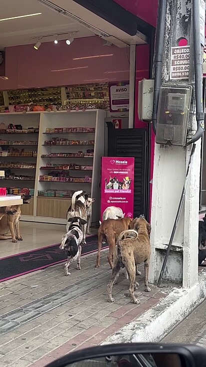 Os cães estavam reunidos pelo bem do grupo.