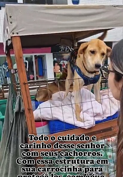 Os cães recebem ótimos cuidados de Paulo.