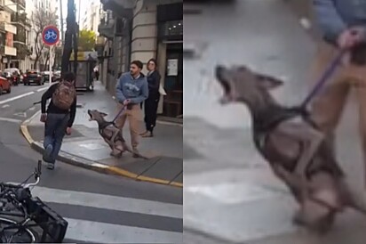 Cão percebe homem fugindo com bicicleta que não lhe pertencia e tenta ajudar.