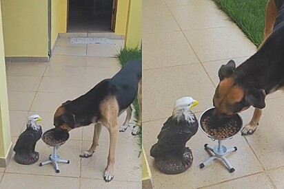 Tutora usa técnica do gavião para fazer seu cachorro comer e resultado impressiona.