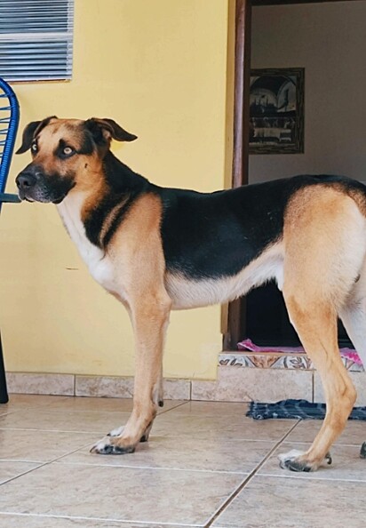 Simba, um cãozinho sem raça definida de três anos.