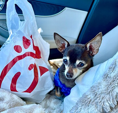 Coco, chihuahua de 20 anos. Ele foi abandonado por causa de seus dentes, mas encontrou um lar onde ganha comidinha picada.