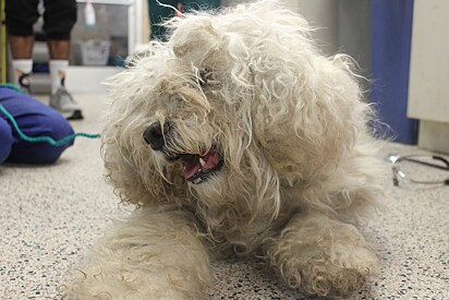 Cão idoso abandonado em abrigo encontra o amor e renasce como um filhote.