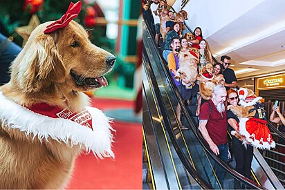 Shopping é invadido por avalanche de cães golden retrievers e pets tiram foto com Papai Noel