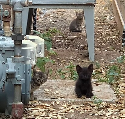 Os três gatinhos estavam na casa.