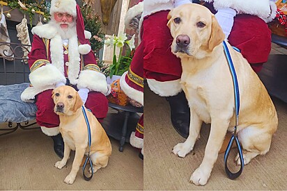 Tutora relata desaparecimento de cachorro labrador, mas ele só havia saído para visitar o Papai Noel.