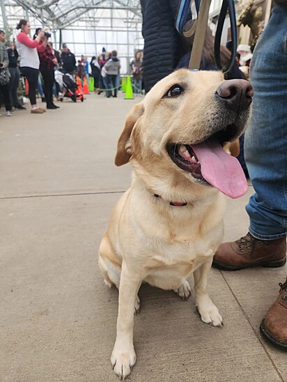 A cachorrinha estava muito confortável entre os convidados do evento.