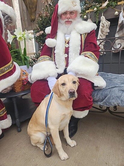 A labradora tirou foto com o Papai Noel.