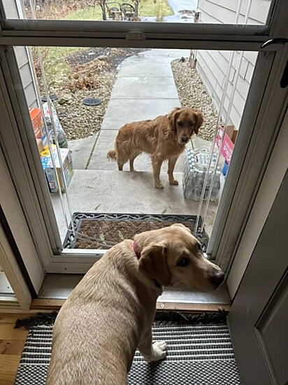 Após a repercussão do post, a família da labradora foi localizada e ela voltou para casa.