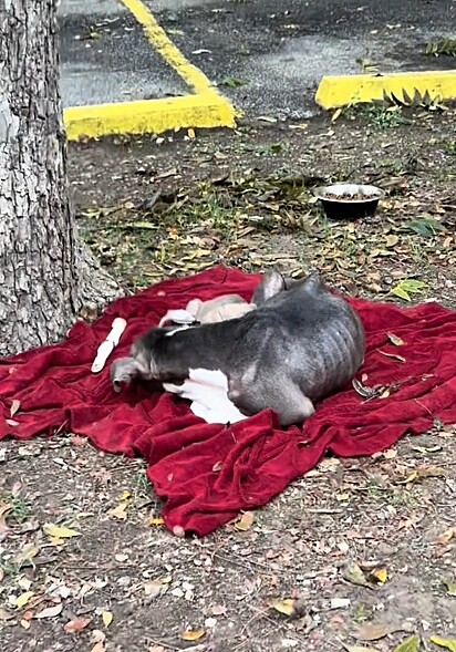 A família canina foi abandonada em um parque.