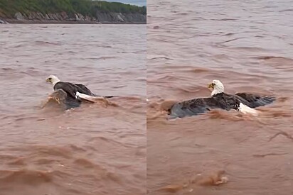 A água havia caído na água e lutava contra a correnteza.