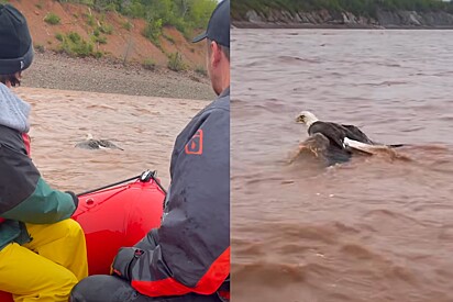 Tripulantes de barco agem rápido após verem animal majestoso atingido por onda