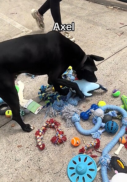 O abrigo preparou algo especial para os cães resgatados.