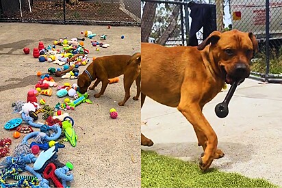 Cachorros de abrigo escolhendo seus presentes de Natal é a cena mais alegre do dia!