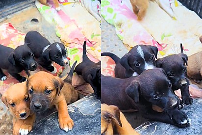 Jovem resgata 8 cachorrinho achando que eram vira-latas mas descobre que eles eram de raça caríssima.