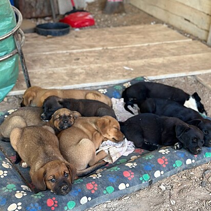 Os cães foram abandonados em uma estrada deserta.