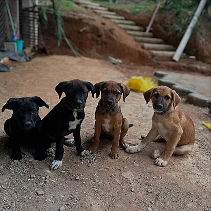 Malaika brinca dizendo ter descoberto a verdadeira raça dos filhotes: street dogs.