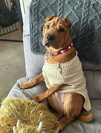 Missy, uma mistura de Shar Pei com Boxer de um ano.