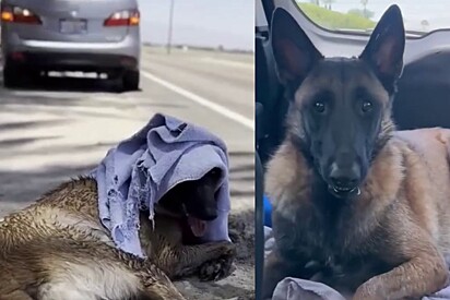 O cachorro estava sob um calor escaldante.